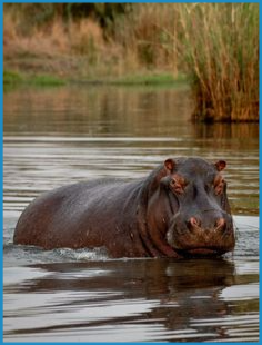 nijlpaard in water.jpg